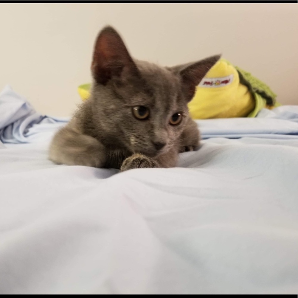 Meet your Posher, Rachel